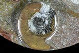 Oval Shaped Fossil Goniatite Dish #73973-1
